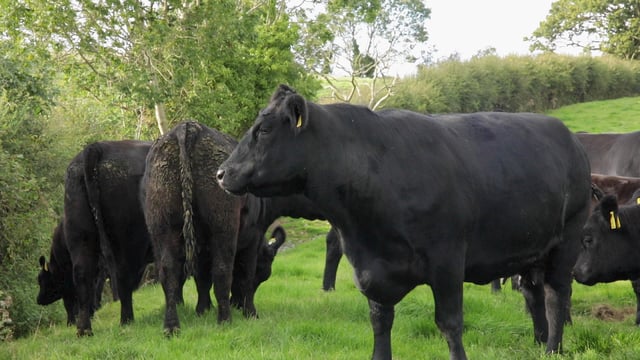 Pedigree Angus herd to hold dispersal sale this month