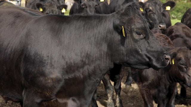 Canada to fund genetic evaluation of Angus cattle
