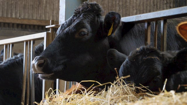 Angus quality bonus 'worth up to 20c/kg' on in-spec animals