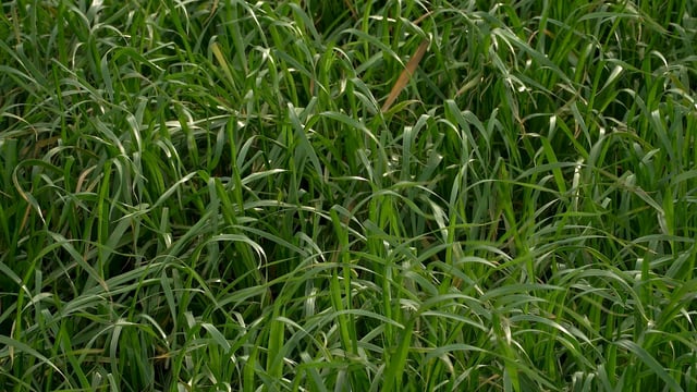 Cereal production down 21% in 2023 - CSO