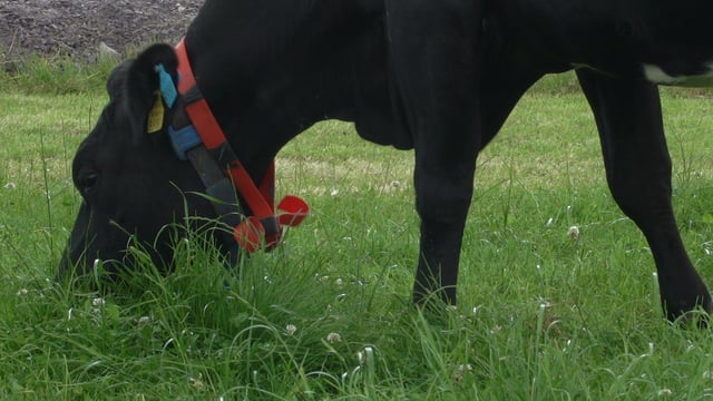 Preventing bloat in grass-clover swards