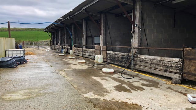 ICMSA calls for minister to intervene in fallen animal collection dispute