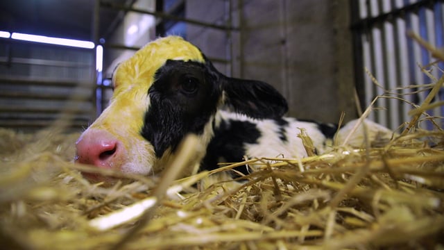 98,664 calves registered last week
