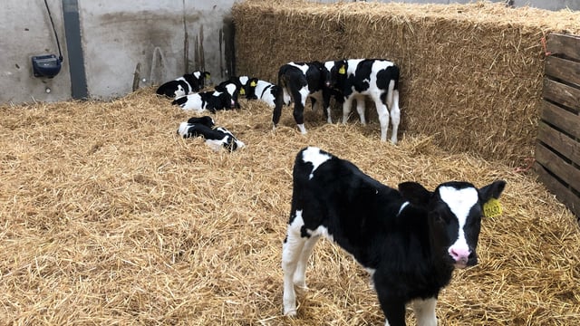 Heydon announces increased financial support for BVD testing