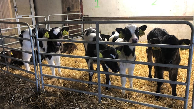 Dairy advice: Ensuring a successful disbudding of calves