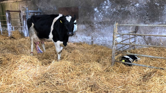 Autumn calving: Getting transition cow management right is vital