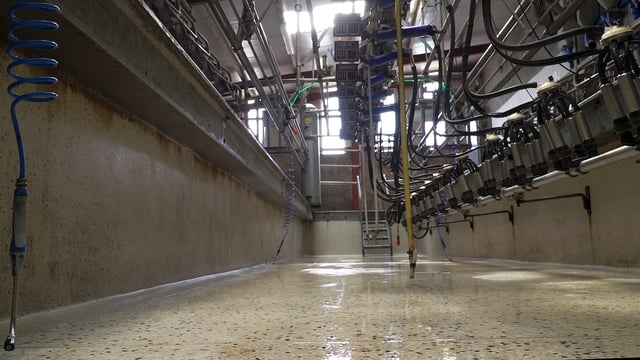 Dairy sector: 500 work permits 'under active consideration'