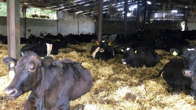 Risk of milk fever increasing as peak calving season arrives