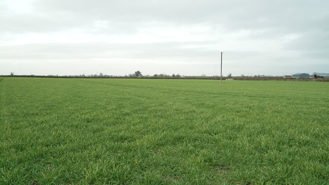 Little winter crop sown on farms - CAFRE