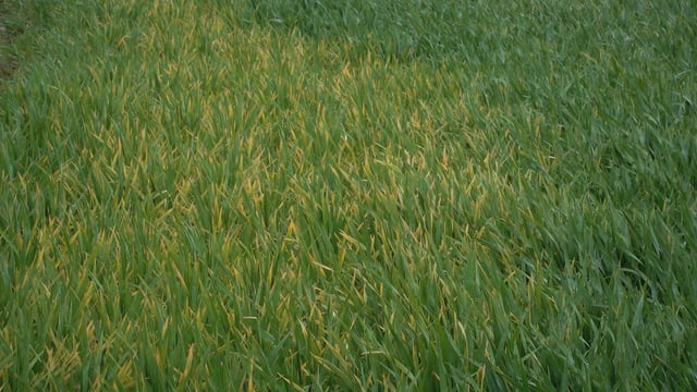 Tillage farmers looking for a cold snap