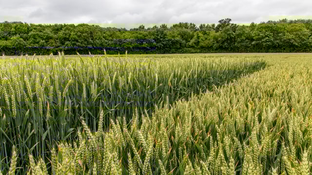 EU Parliament votes for more independence in food production