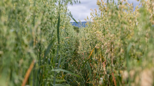 62% of tillage farms 'economically viable'