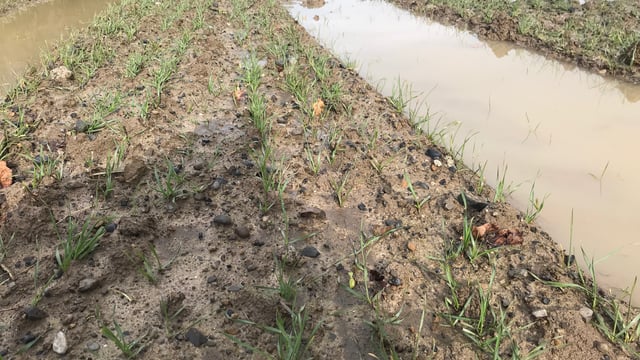 Tillage clock ticks on as rain continues