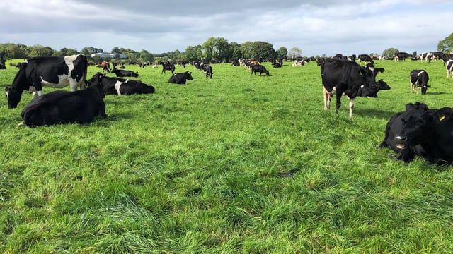 Letter to the editor: Will we see more Irish dairy farms going to the vultures?