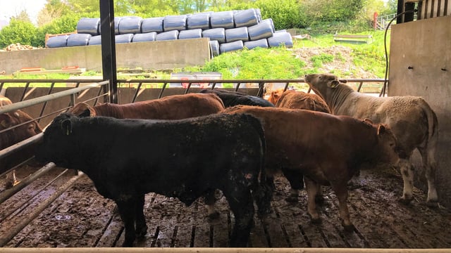 Weekly beef kill rises to almost 37,000 head