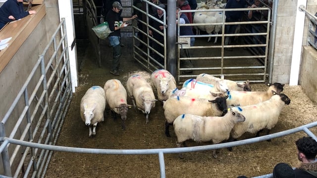Sheep marts: Farmers continue to battle with factory agents for well-fleshed hoggets