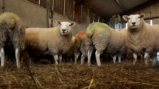 Video: How to BCS ewes and the importance of it