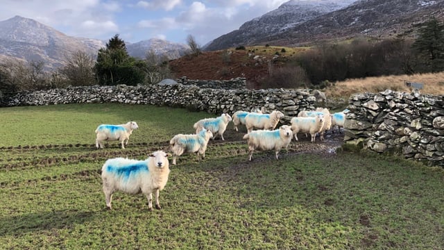 The dangers associated with outdoor lambing this spring