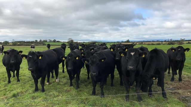 '77% of the Irish public believe that farmers look after their livestock to high standards'