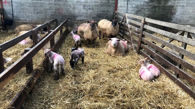 Straw and lime: The key barriers to prevent the spread of disease this lambing season
