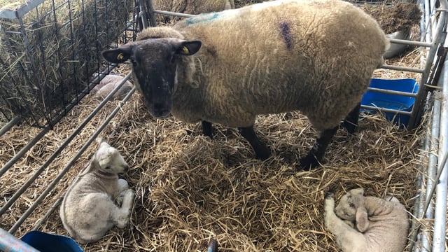 How much colostrum does a newborn lamb require?