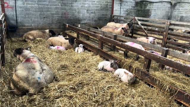 Are you tight for feed space in your shed? Check out how this farm overcame this problem