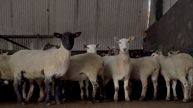 Pre-lambing checklist: How to make life easier come lambing time