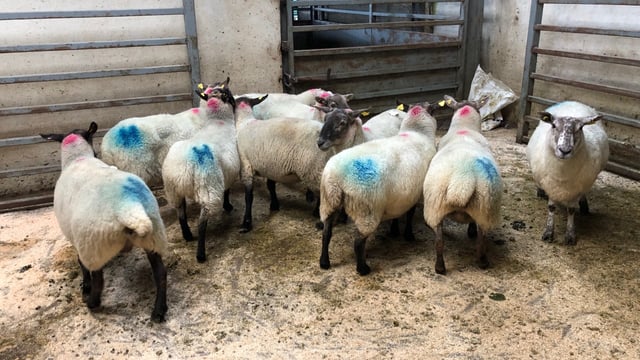 Sheep marts: In-lamb ewes making over €200/head across the country
