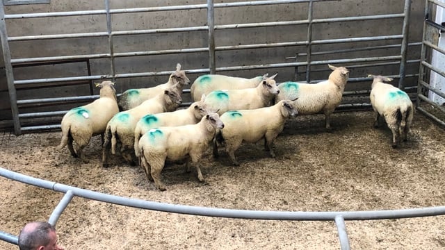 Quotes becoming difficult to get as problems arise around overweight hoggets