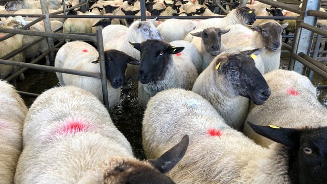 Sheep trade: Hogget prices up 50c/kg compared to this time last year