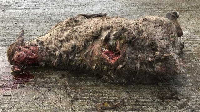 Graphic images: In-lamb ewes brutally attacked in Co. Galway in latest dog attack