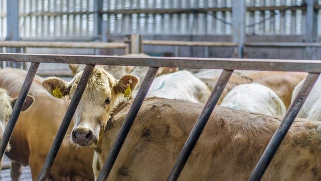 Beef trade: Steers and heifers trading on a base of 365c/kg