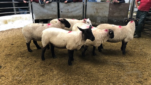 Sheep trade: Base quotes on the rise again, as supplies tighten