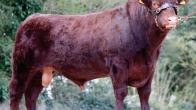 New panel of 15 Gene Ireland bulls launched by the ICBF