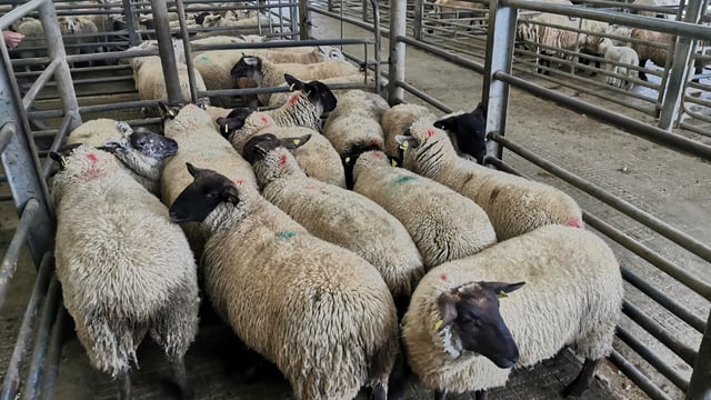 Sheep marts: 'Store hoggets up €15-20/head compared to this time last year'