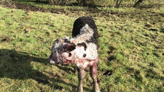 Cow and calf attacked by pit bull terrier in Tipperary