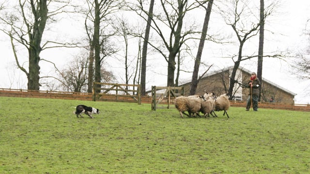 'World record price smashed' as sheep dog sells for over €22,500
