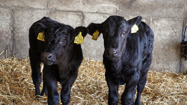 Glanbia/Kepak Twenty20 Beef Club: A look back over the first year of the programme
