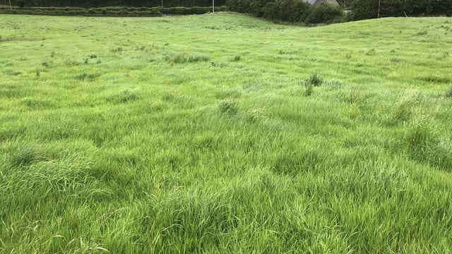 'Real gems': Choose your pick on 2 farms...in Westmeath or Cavan