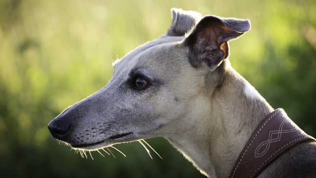 Rural TDs call for independent economic assessment of greyhound industry