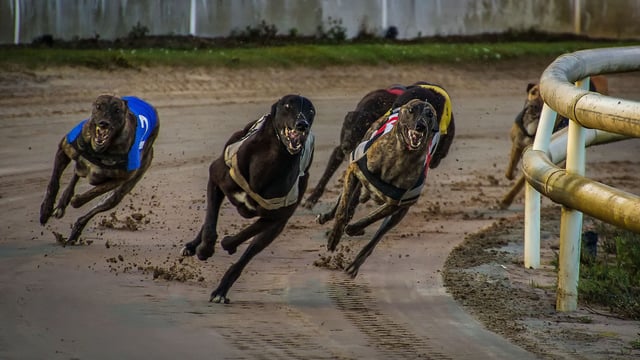 New Zealand to ban greyhound racing over welfare concerns