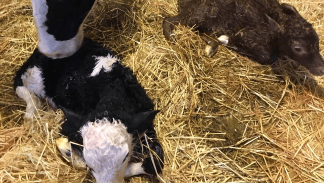 Clare cow gives birth to twin calves...of different breeds