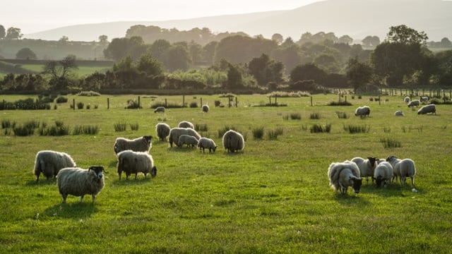 Sweet dreams for Galway farmer with 'Woolow' pillow