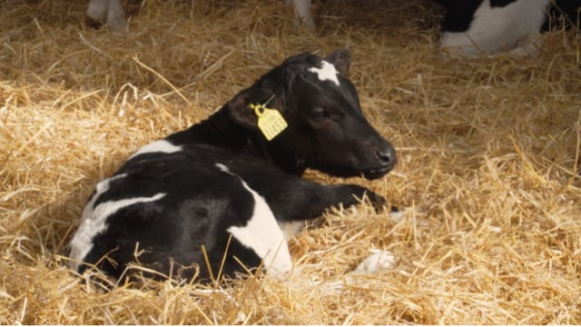 Teagasc Green Acres farms: Tracking 2019-born calves' performance