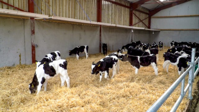 Video: What can I pay for dairy-beef calves?