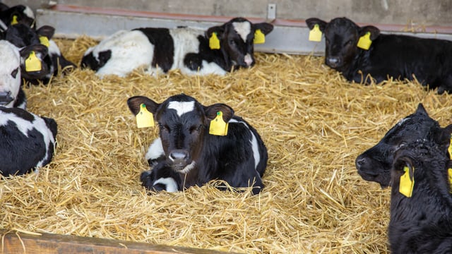 Significance of high quality calf nutrition highlighted during webinar