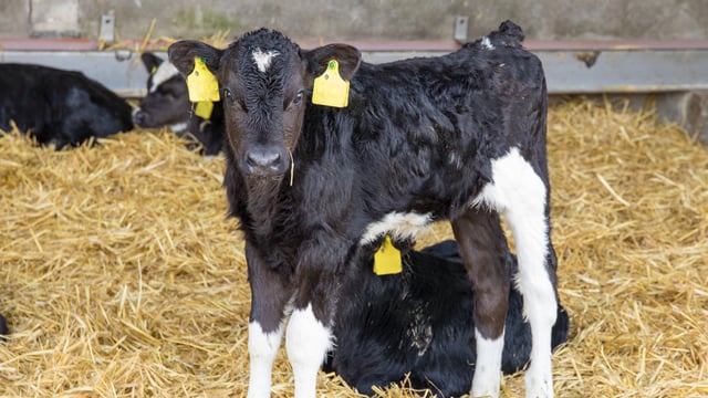 Dairy beef scheme helping to 'improve genetic evaluation reliability'