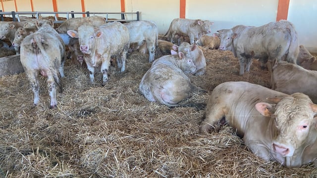 Importing 15,000 cattle from Europe to Algeria