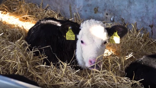 Video series: The complete guide to buying and rearing dairy-beef calves