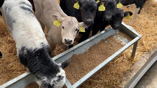 Video: Calf disease and how vaccination can play an important role against this